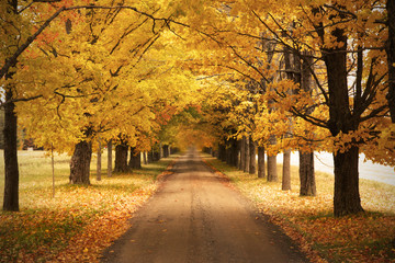 yellow trees in autumn