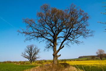 landscape in spring in germany 