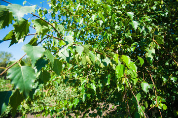 Fototapeta na wymiar Leaves on a branch of a birch