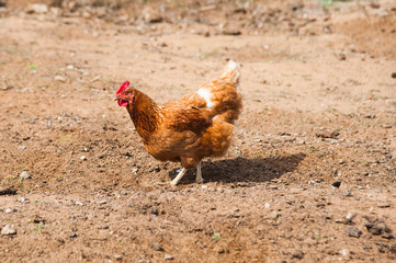 Free range chickens roam the yard