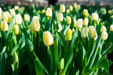 Spring scene of tulip field