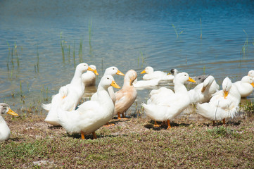 Domestic ducks on a pond