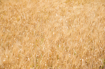 Wheat field