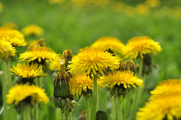 Dandelions in the garden