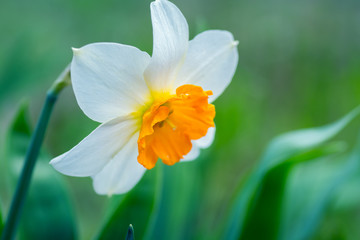 Delicate white daffodil with orange center