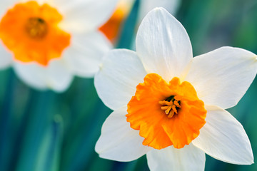 Delicate white daffodil with orange center