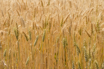 wheat field