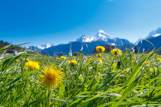 Mount Watzmann in background blurry with hawkbit in front