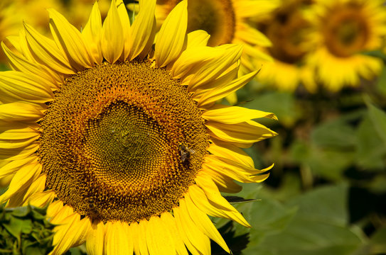 yellow sunflower detail