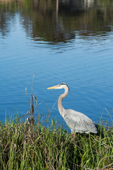 Blue Heron on the lagoon