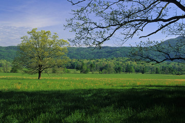 Fototapeta na wymiar Spring Landscape, Cades Cove, Great Smoky Mountains NP