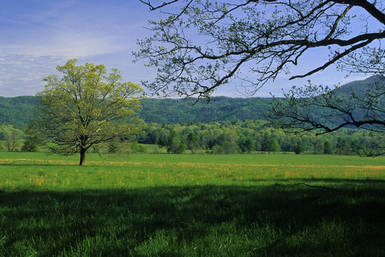 Spring Landscape, Cades Cove, Great Smoky Mountains NP