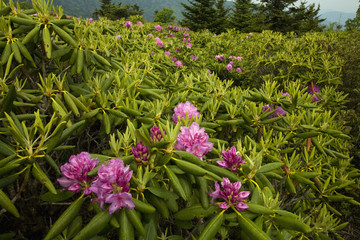 Obraz premium Rhododendron at Round Bald
