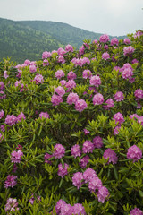 Obraz premium Rhododendron at Carver's Gap