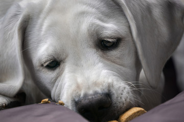 young labrador retriever dog puppy eats a cookie