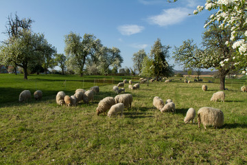 Obraz premium Schafherde