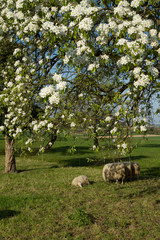 Obraz premium Schafherde