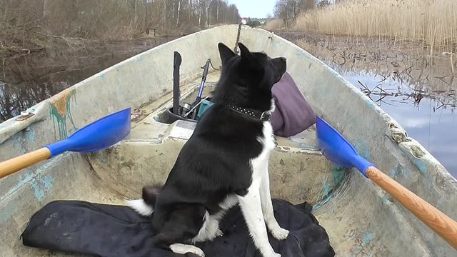 Dog companion hunting floats on the nose of the old boats. Simple rural life of village people. Each pet is accompanied by the owner on the way to hunting and fishing.