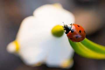 Ladybug on snowflake