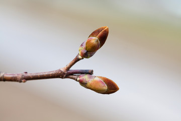 Beautiful reddish bud tree branch macro view. Spring time still life photo. Shallow depth of field, selective focus