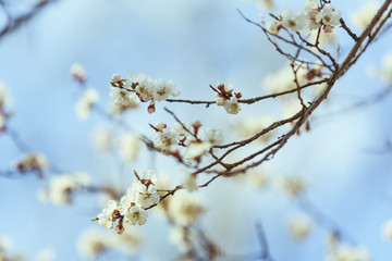Apricot blossom. Fresh spring background