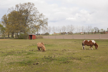 Small horses