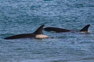 Killer Whale, Orca, hunting a sea lion pup, Peninsula Valdez, Patagonia Argentina