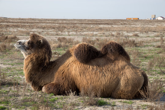 Close up view of lying two-humped camel in the background of a village in the Kazakh dry steppe