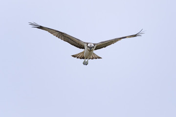 Osprey Pandion haliaetus in flight	- hunting bird, natural blue sky background