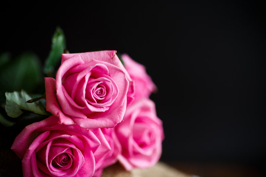 Fototapeta Beautiful pink rose