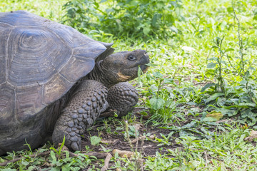 Giant Santa Cruz Tortoise Eating Grass in the Highlands, Galapagos Ecuador