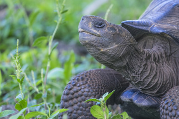 Close Up of Giant Tortoise of Santa Cruz in Galapagos Islands Ecuador