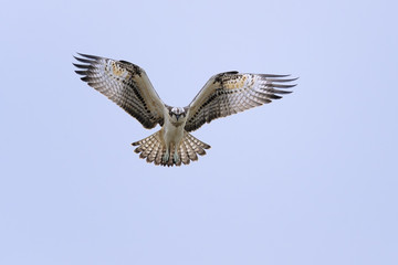 Osprey Pandion haliaetus in flight