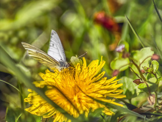 Schmetterling auf einer Löwenzahnblüte
