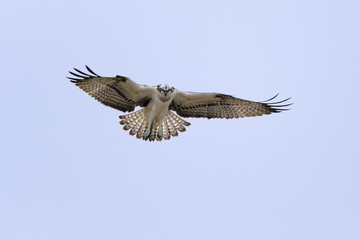 Osprey Pandion haliaetus in flight	- hunting bird, blue sky natural background