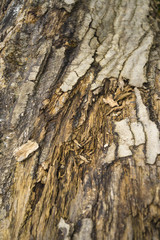 Old dead cracked tree bark.