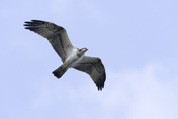 Fototapeta premium Osprey Pandion haliaetus in flight