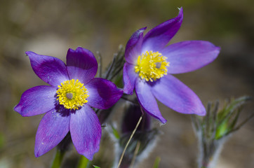 macro beautiful delicate purple flowers snowdrop in spring steppe.