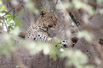 Leopard auf Baum