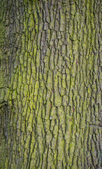 tree bark