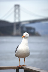 San Francisco Seagull with Bay Bridge in Background