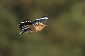 Hoopoe Upupa epops in flight © Romuald