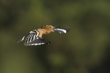 Hoopoe Upupa epops in flight © Romuald