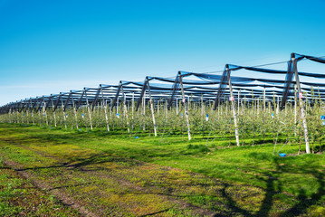 Blooming apple orchard in agricultural plantation, in summer sun with anti-hail netting for...