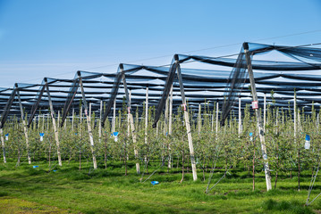 Blooming apple orchard in agricultural plantation, in summer sun with anti-hail netting for protection against weather factors. Food production and industry concept.