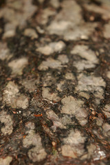 Tree bark