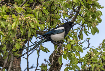 Magpie in pear tree in blossom