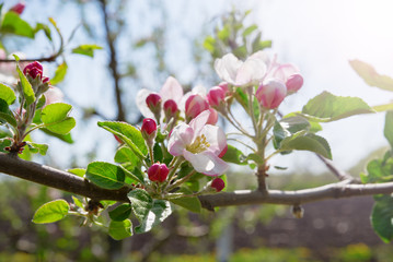 Fototapeta na wymiar Apple orchard. Blossom tree over nature background. Spring flowers. Background