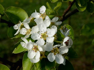 Pear Blossom Bunch