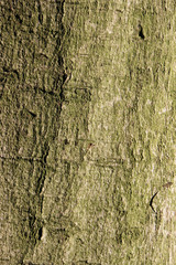 Tree bark